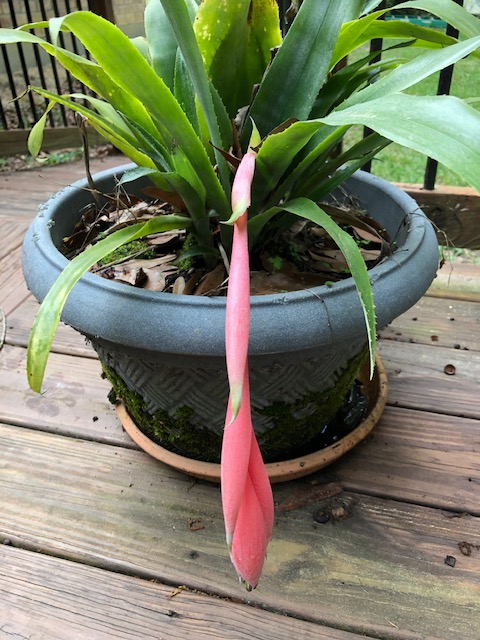 Bromeliad