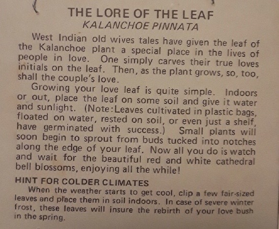 Love Leaf Lore