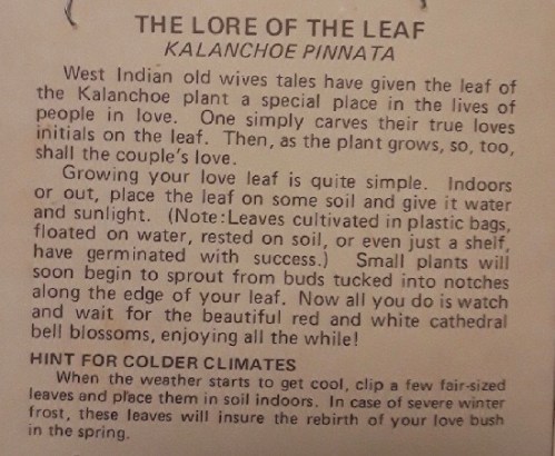 Love Leaf Lore