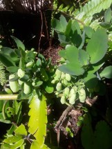 Love Leaf with Blooms