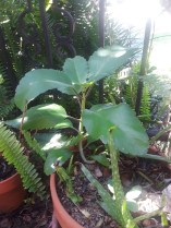 Michelle's Love Leaf