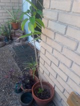 Tall Love Leaf Plant